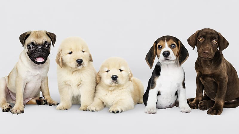 Group portrait of five adorable puppies
