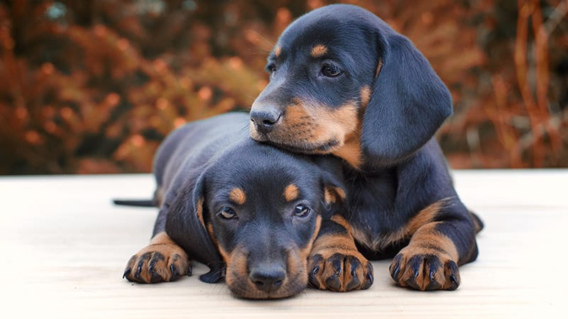 Dachshund puppies being together.