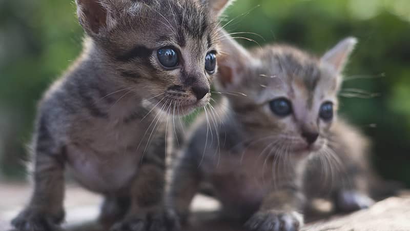 Adorable little baby kitten sitting on the table.