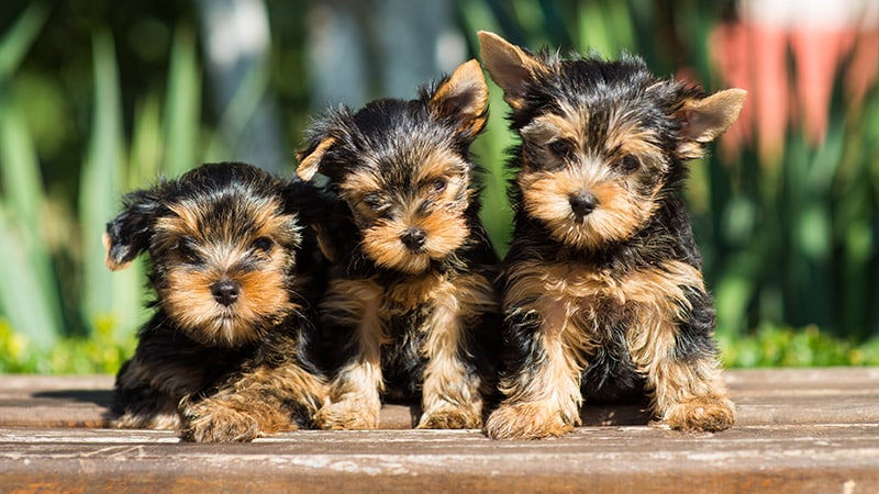 three Yorkshire terrier puppies outdoors in the sunlight
